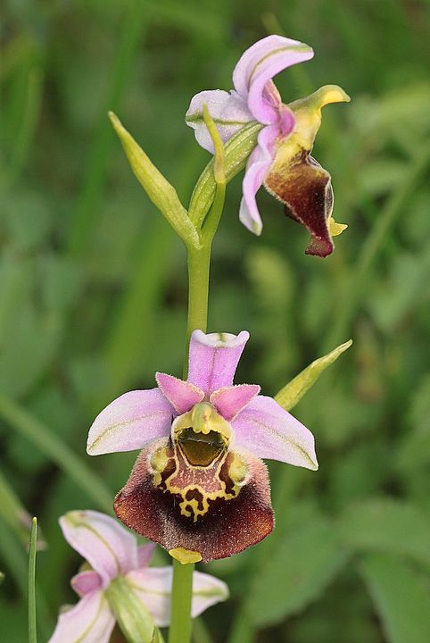 Ophrys fuciflora IMG_9144_zps9fe044a6