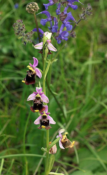 Ophrys fuciflora IMG_9145_zps6424c3b7