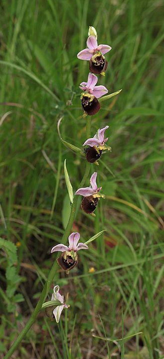 Ophrys fuciflora IMG_9147_zpsd3d3fe5c