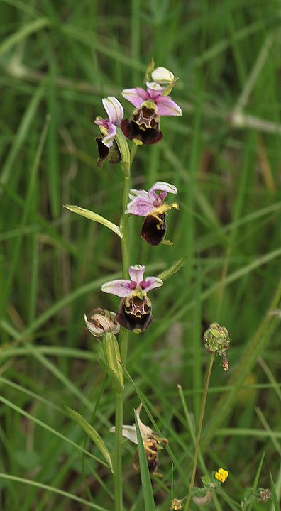 Ophrys fuciflora IMG_9148_zps6d3b9bad