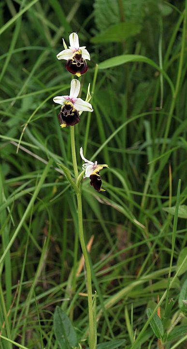 Ophrys fuciflora IMG_9149_zps1ced0996