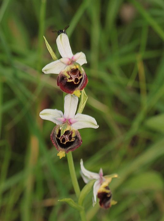 Ophrys fuciflora IMG_9150_zps7ac99453