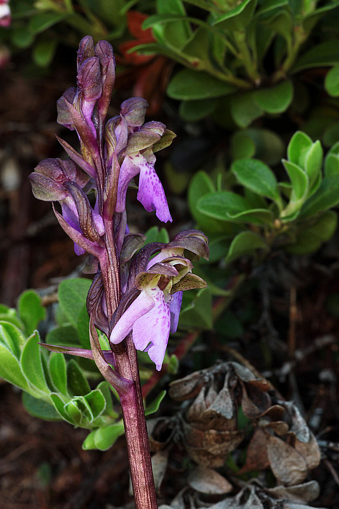 Orchis spitzelii, rarissime en Suisse IMG_1104_zpslgiva10i