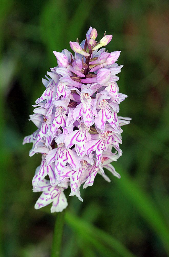 Dactylorhiza fuchsii / maculata IMG_9231_zpse02a23a7