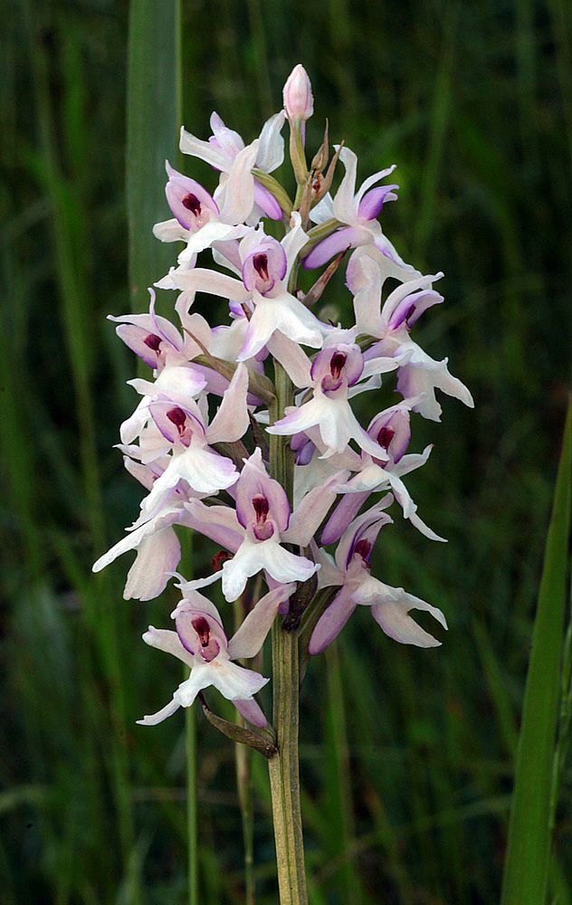 Dactylorhiza fuchsii / maculata IMG_9234_zpsf23a2bd9