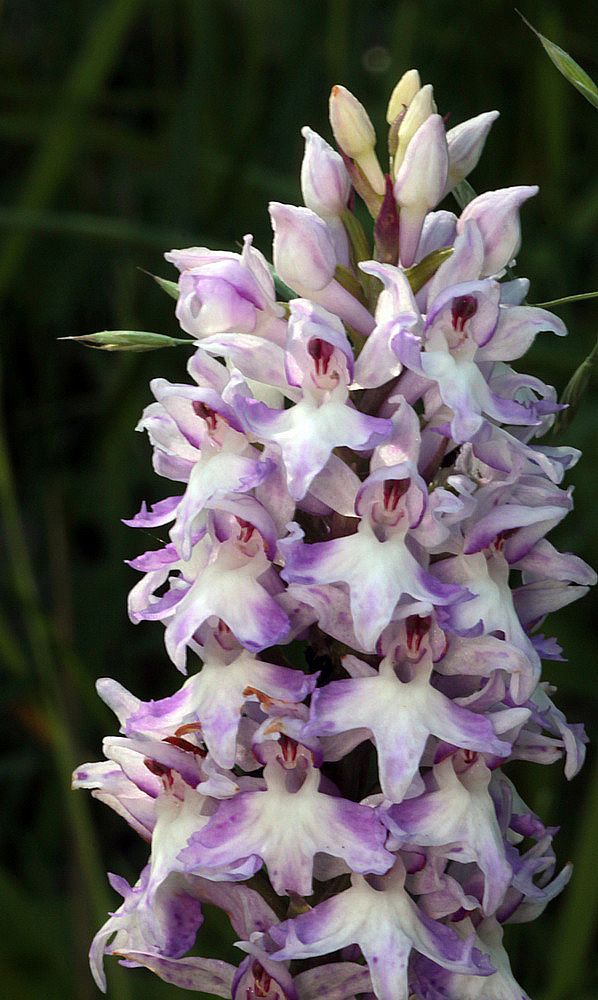 Dactylorhiza fuchsii / maculata IMG_9244_zps33a62848