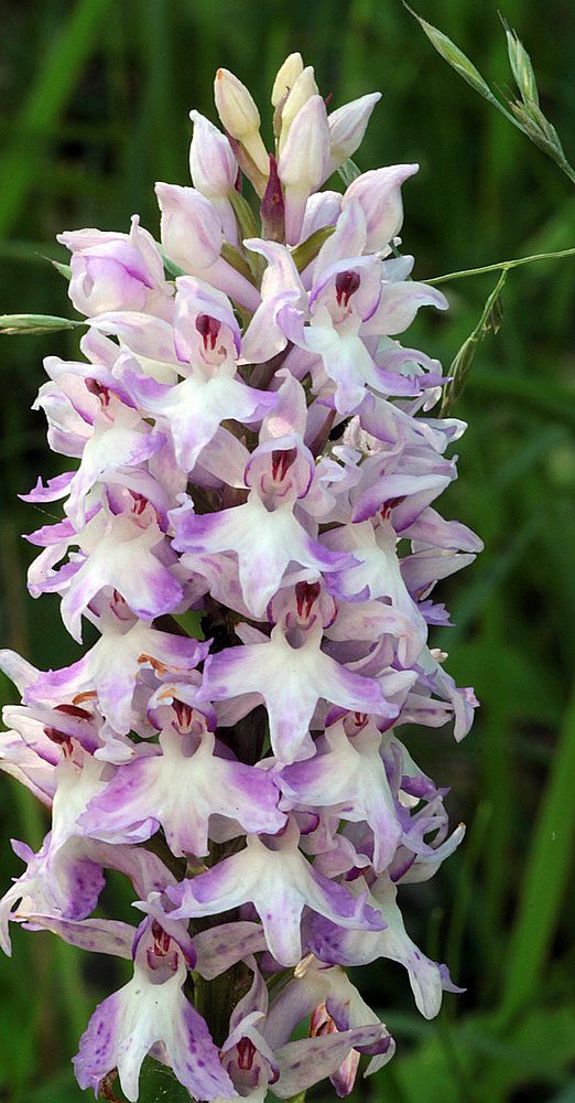 Dactylorhiza fuchsii / maculata IMG_9245_zps5db295dc