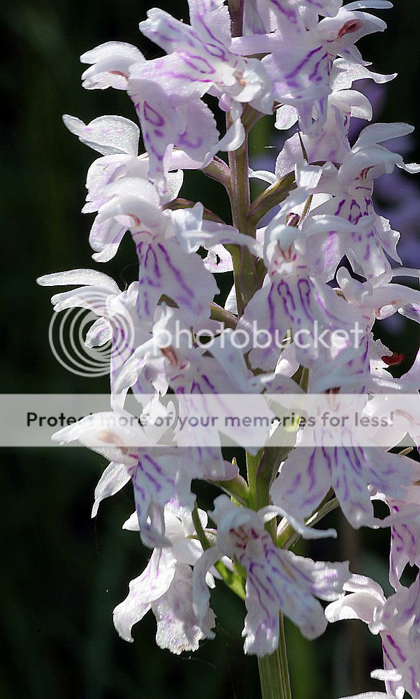 Dactylorhiza fuchsii / maculata IMG_9253_zpsadc1ea52