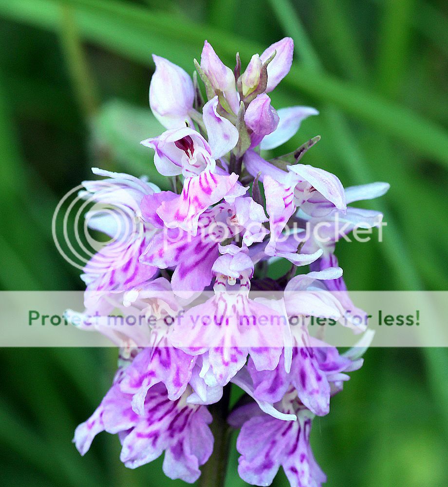 Dactylorhiza fuchsii / maculata IMG_9255_zps148f9167