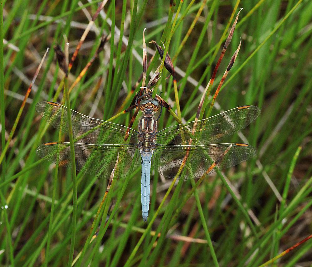 Orthetrum coerulescens IMG_1430_zpszclumueq