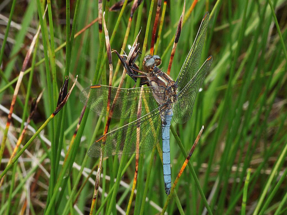 Orthetrum coerulescens IMG_1432_zpsgrcntqo9