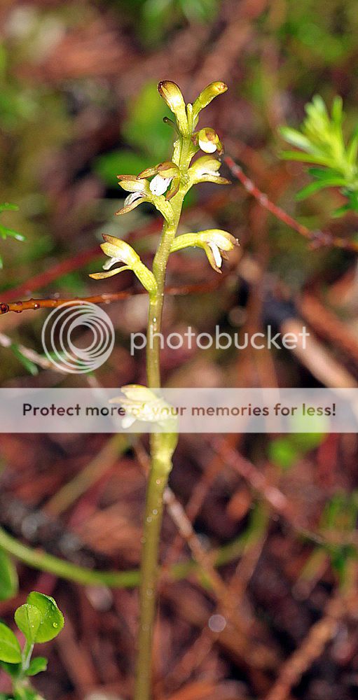 Corallorhiza trifida IMG_9384_zps84f9d150