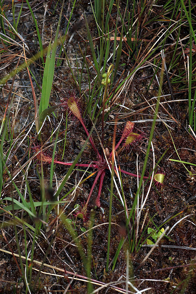 Drosera anglica, in situ IMG_9424_zps0c2ebdd0