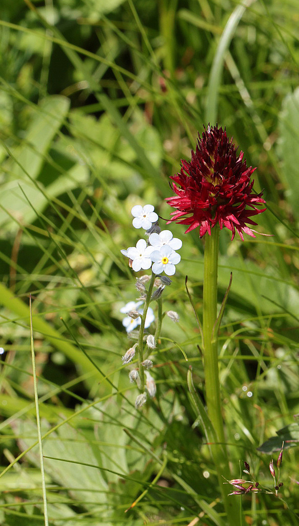 Une petite virée en Valais IMG_1528_zpsgfdmalng