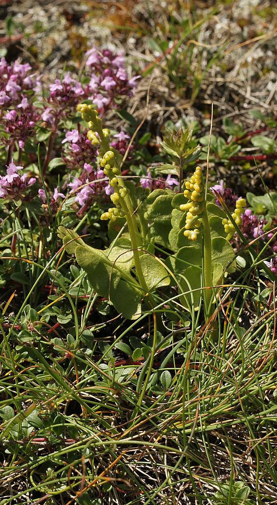 Une petite virée en Valais IMG_1550_zpsckfdn2re