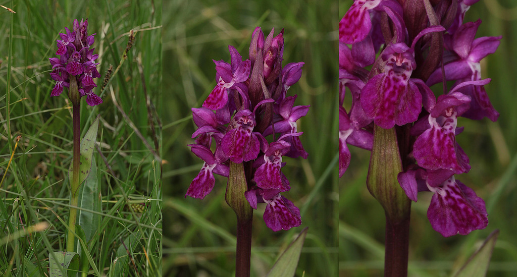 Dactylorhiza, Jaunpass, Suisse 10_zpscav7niok