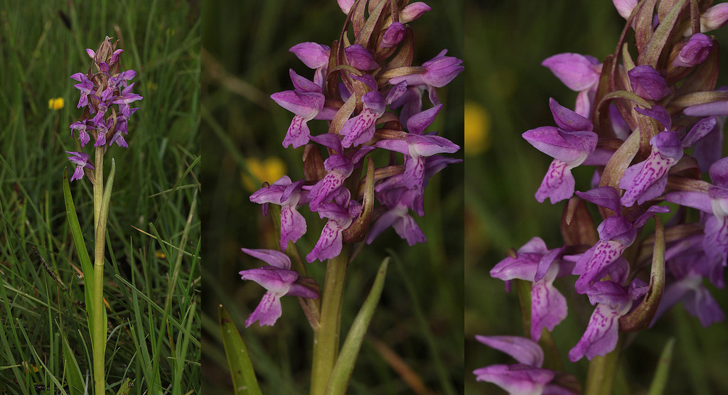 Dactylorhiza, Jaunpass, Suisse 16_zpsuy3qc1kz