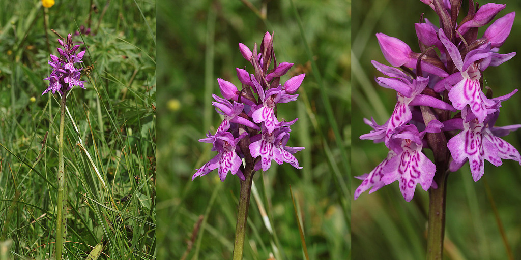 Dactylorhiza, Jaunpass, Suisse 3_zpsfoklesp7