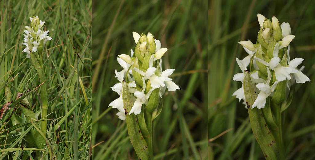 Dactylorhiza, Jaunpass, Suisse 6_zpsf9dgrk2h