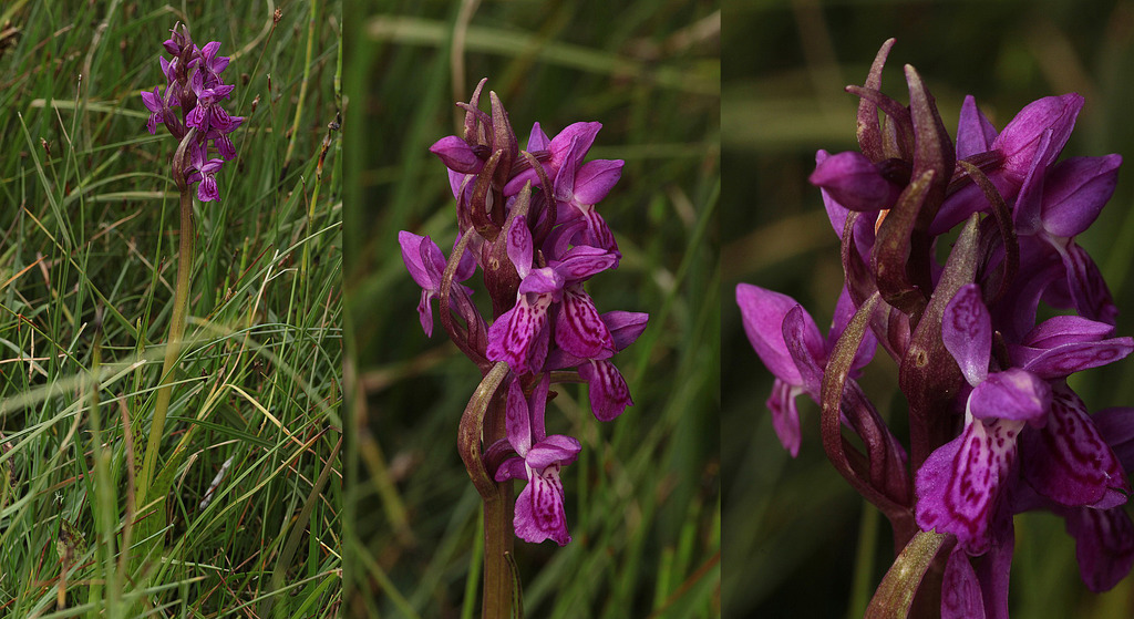 Dactylorhiza, Jaunpass, Suisse 9_zpszehkgpfg