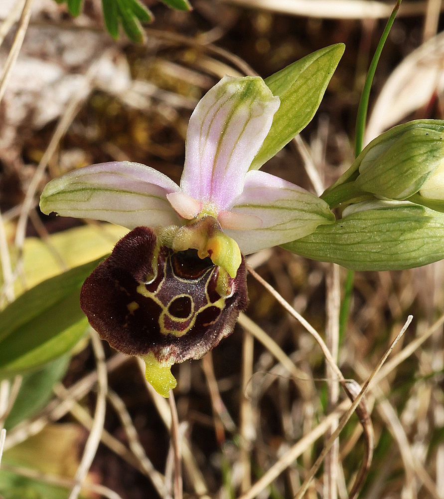 Ophrys fuciflora IMG_0844_zpsvebmstcl