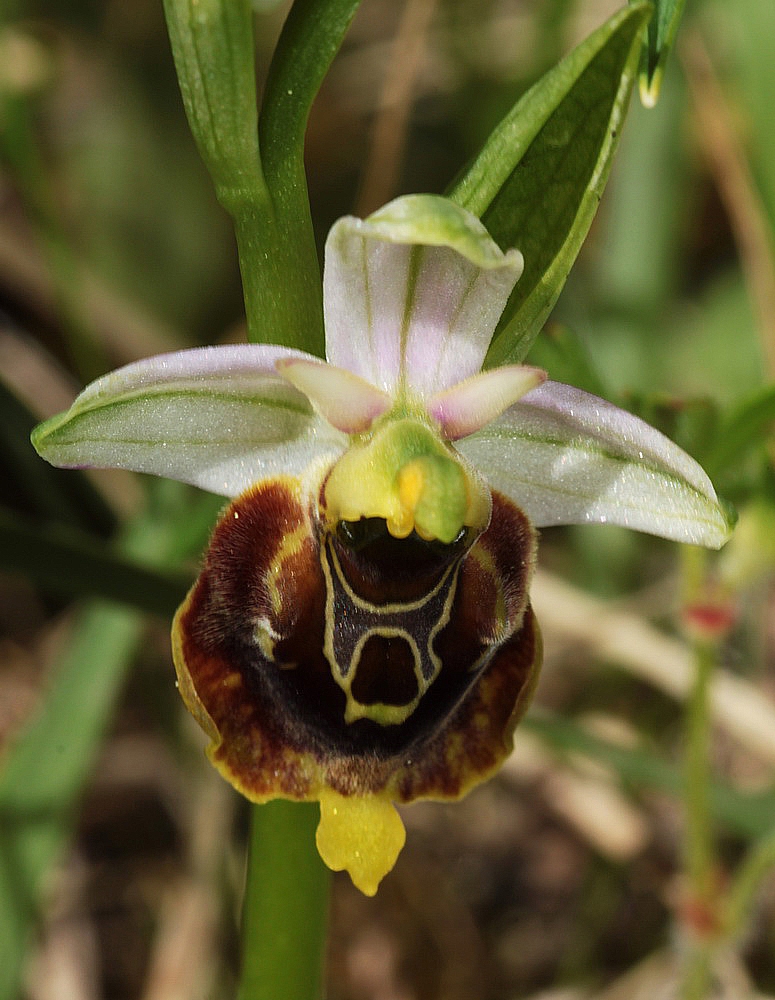 Ophrys fuciflora IMG_0845_zpsilx23jay