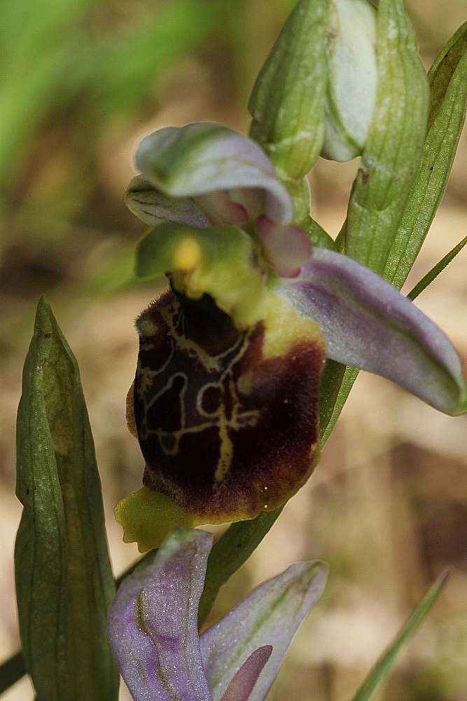 Ophrys fuciflora IMG_0846_zpsuhwq6mgk