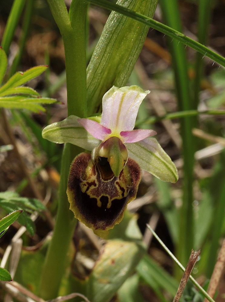 Ophrys fuciflora IMG_0847_zpslfqqkkgd