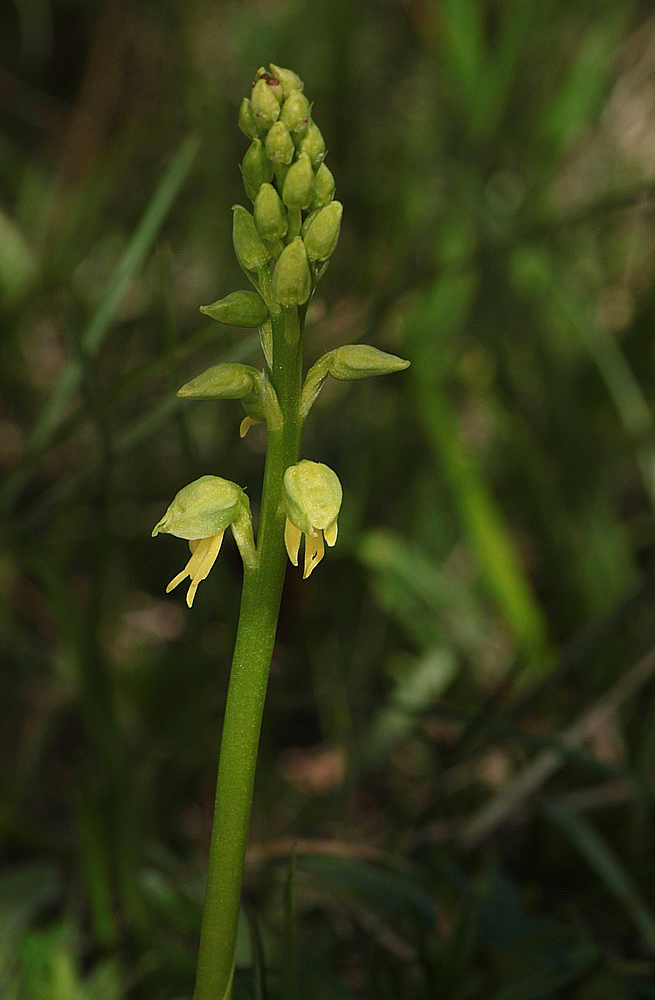 Orchis antropophora hypochrome IMG_0849_zpsgikcfljt