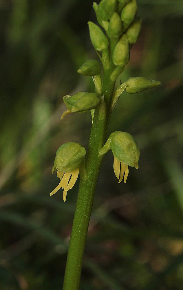 Orchis antropophora hypochrome IMG_0851_zpsztemcqf0