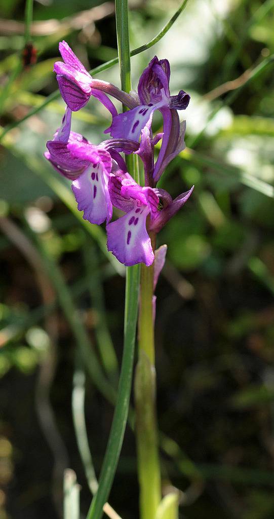 La Crète Anacamptis_boryi_3_zpshfwxt2ve