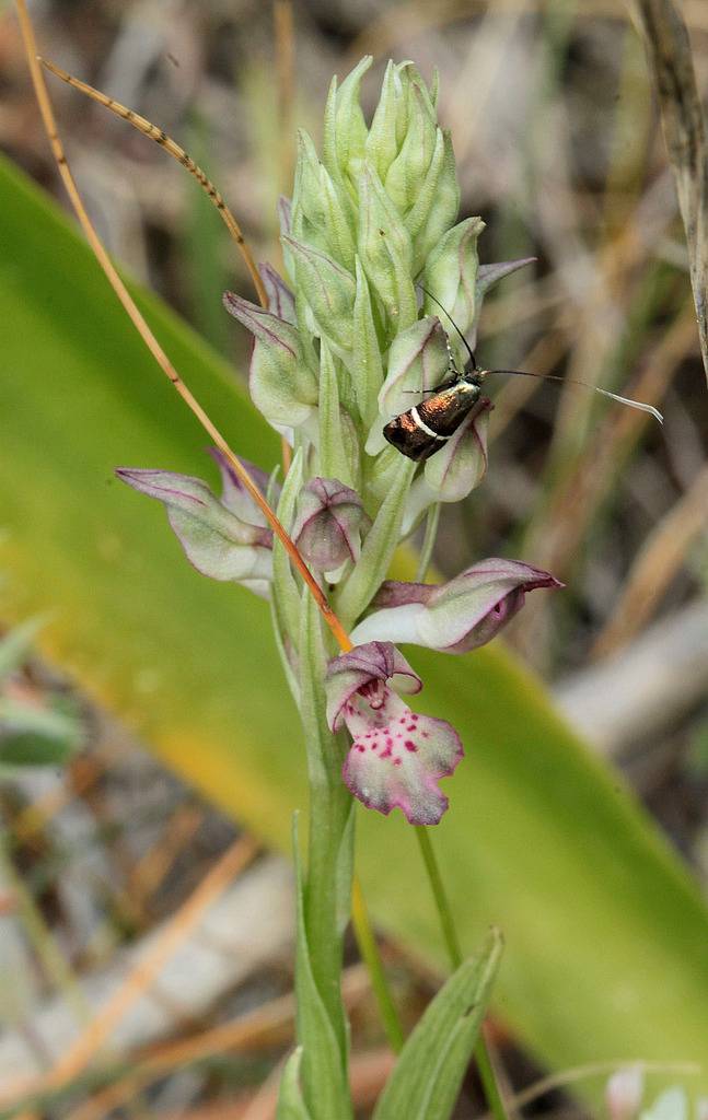 Voyage en Crète 2018 Anacamptis_fragrans_2_zpsbrss3xuf