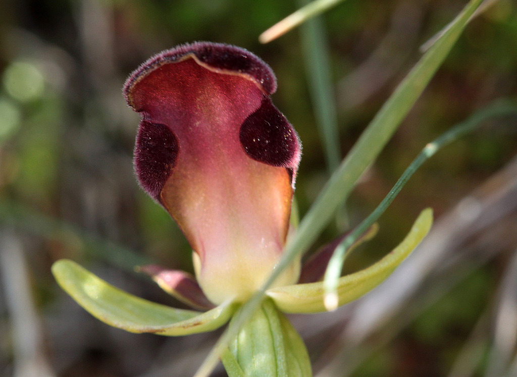 La Crète Ophrys%20iricolor_2_zpszp1qmxv3