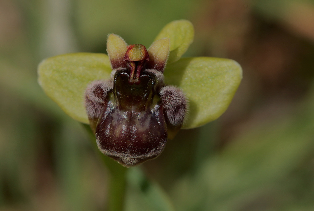 La Crète Ophrys_bombyliflora_1_zpsl4gc9cx9