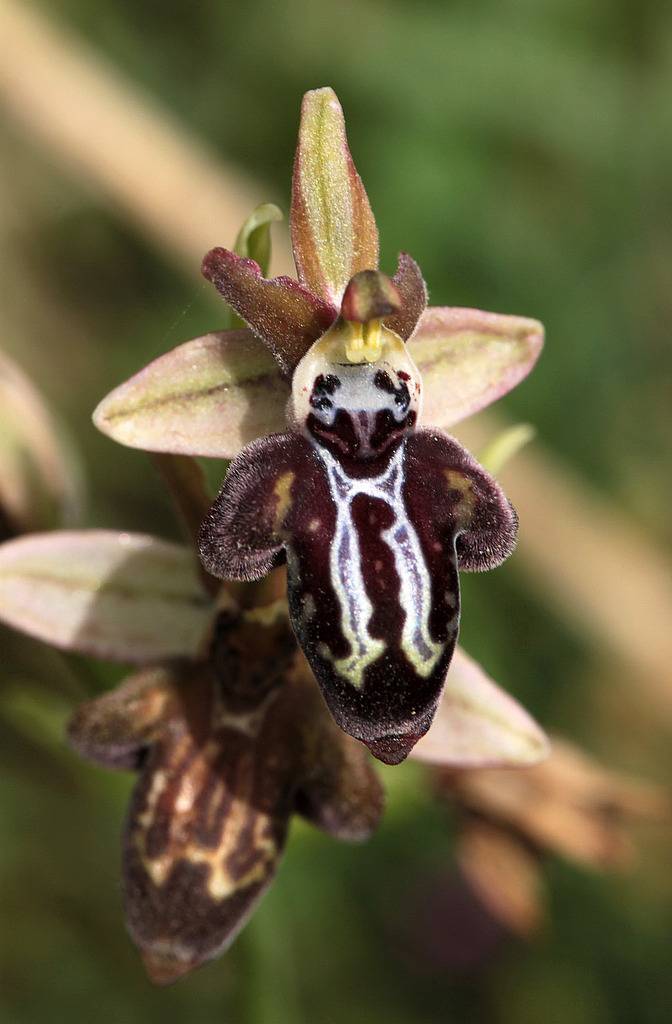 La Crète Ophrys_cretica_zpswhhbm8mh