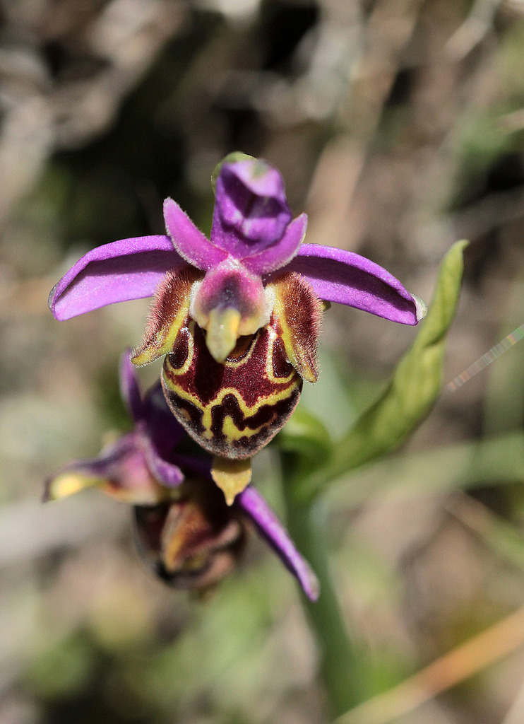 La Crète Ophrys_heldreichii_3_zpstsvhojhh