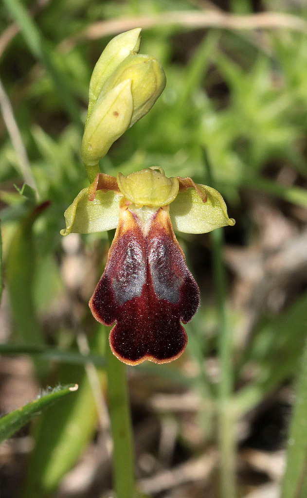 La Crète Ophrys_phaidra_zps4fuxixof