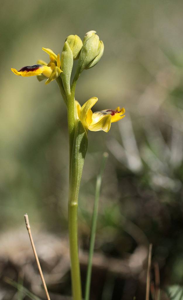 Voyage en Crète 2018 Ophrys_sicula_3_zps8w30lhbd