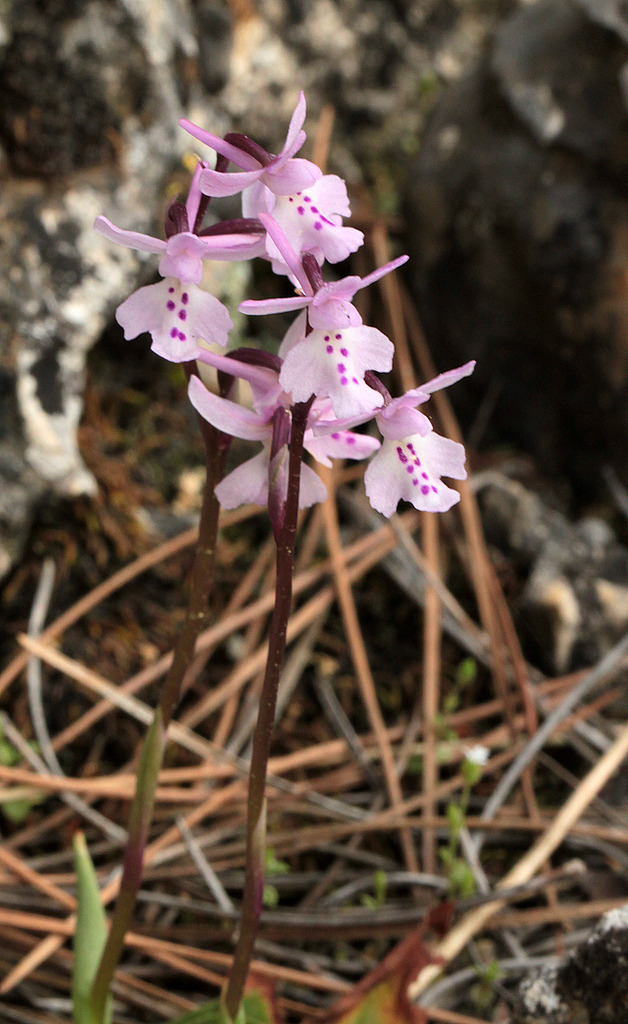 Voyage en Crète 2018 Orchis_anatolica_1_zpsa5znhyrs