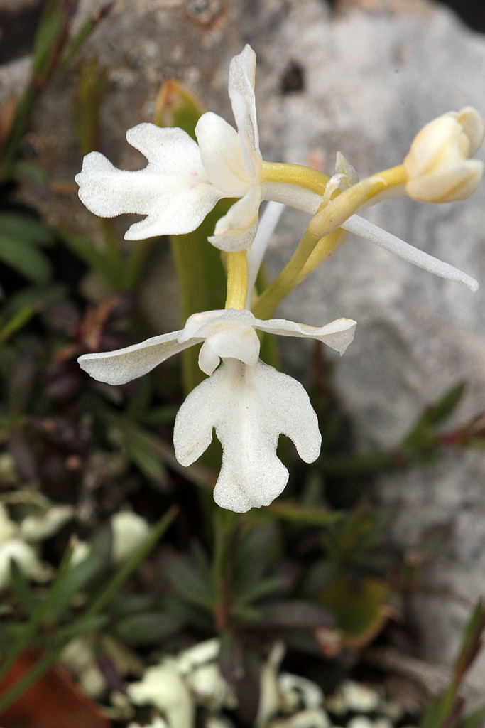 La Crète Orchis_anatolica_2_zpsvkil5cfb