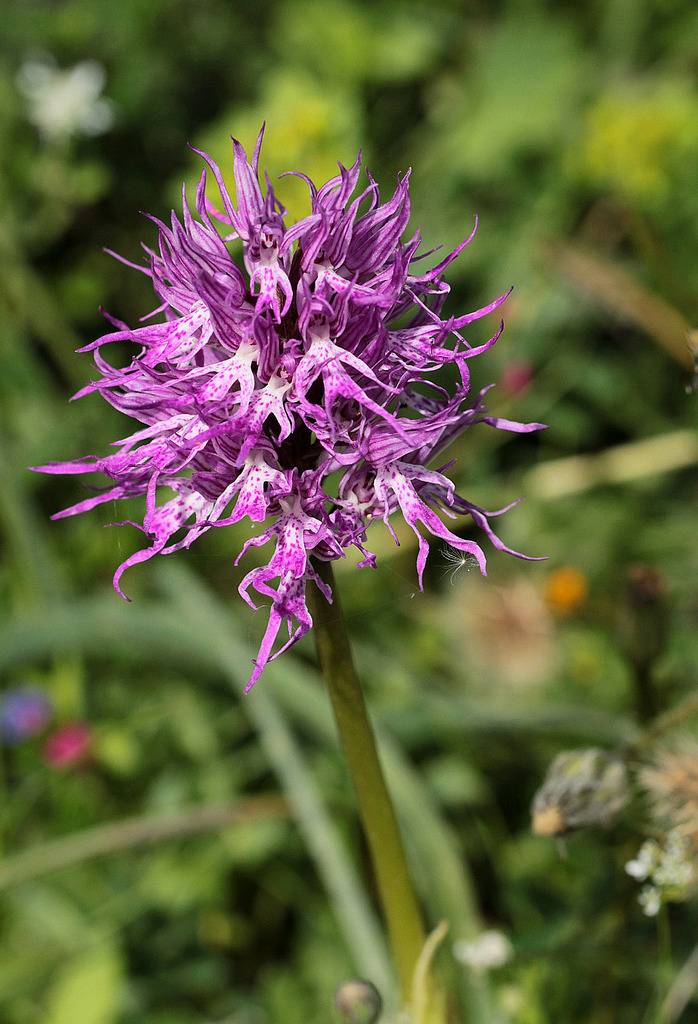 La Crète Orchis_italica_1_zps2o5ortle