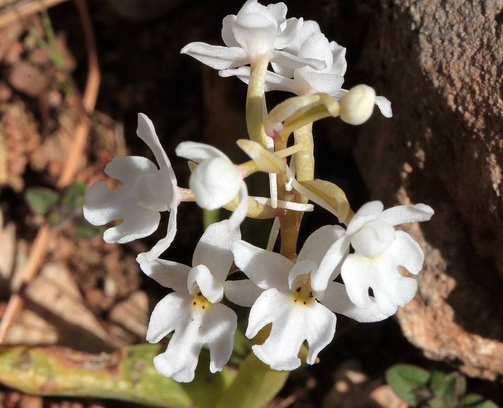 La Crète Orchis_quadripunctata_3_zpshhrep9bl