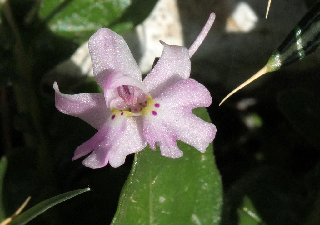 Voyage en Crète 2018 Orchis_quadripunctata_5_zpsxfscuihj