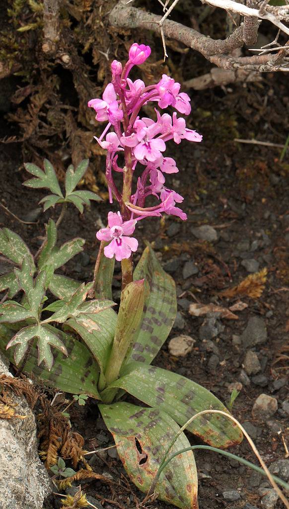 La Crète Orchis_sezikiana_zps7dwpe1ma