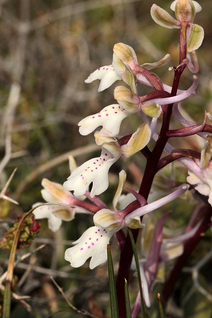 Voyage en Crète 2018 Orchis_sitiaca_3_zpsbaoxzwlm