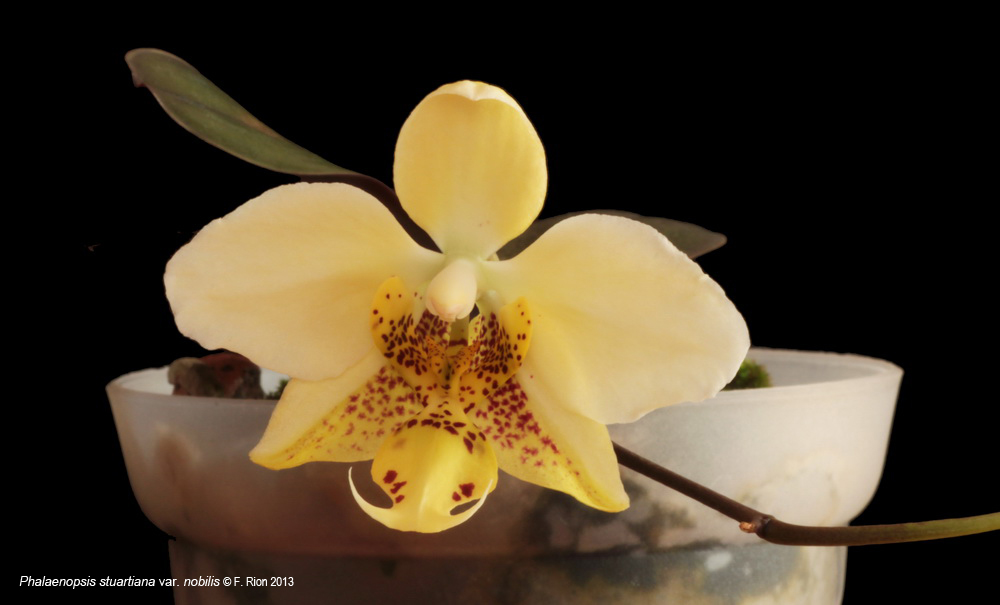 Phalaenopsis stuartiana var. nobilis IMG_6598_zpse5918f42