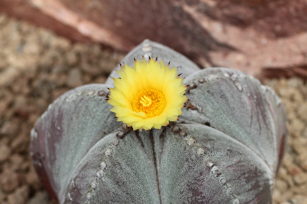 Cactées et succulentes - Jardin botanique de Fribourg Astrophytum_myriostigma_zps912ebfc4