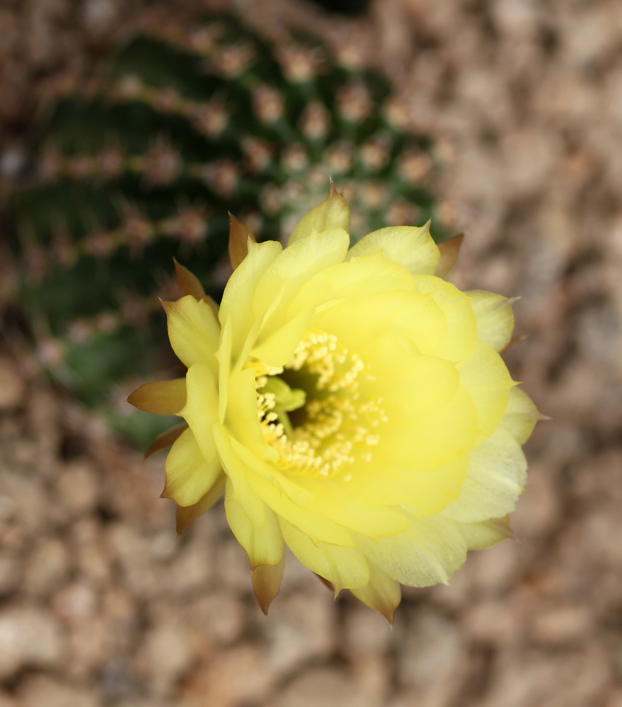 Cactées et succulentes - Jardin botanique de Fribourg Echinopsis_aurea_zps65b5bedc