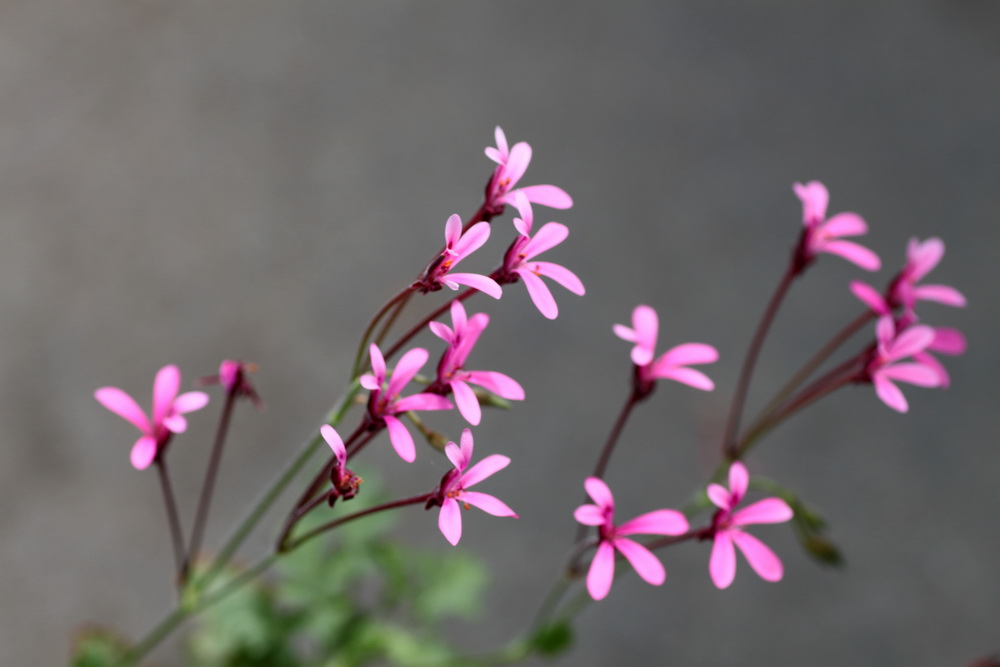 Pelargonium botaniques - Jardin botanique de Fribourg Pelargo_ionidiflorum_zpsf97f7b3b