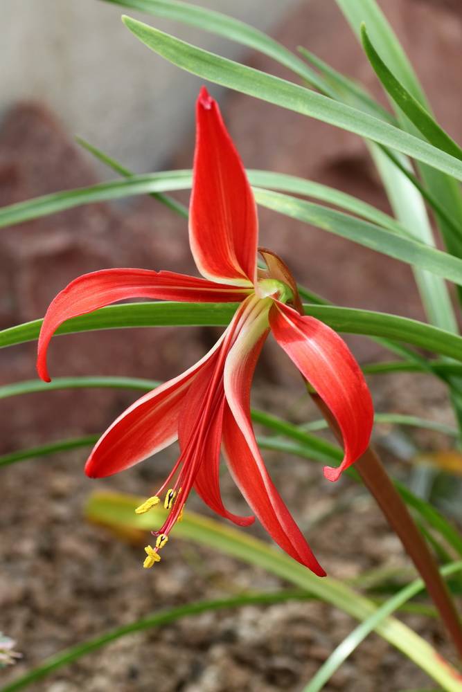 Sprekelia formossisima - Jardin botanique de Fribourg Sprekelia_formosissima_zpscea8dd1e